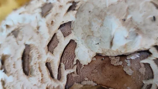 Andelsboliger til salg i Jægerspris - billede 11